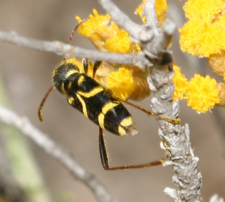 Plagionotus arcuatus e Clytus rhamni in Sardegna